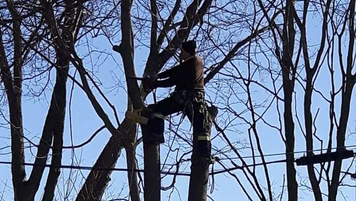 Big Wood Tree & Yard | 3769 Wood Ave, Orillia, ON L3V 6H3, Canada | Phone: (705) 795-4156