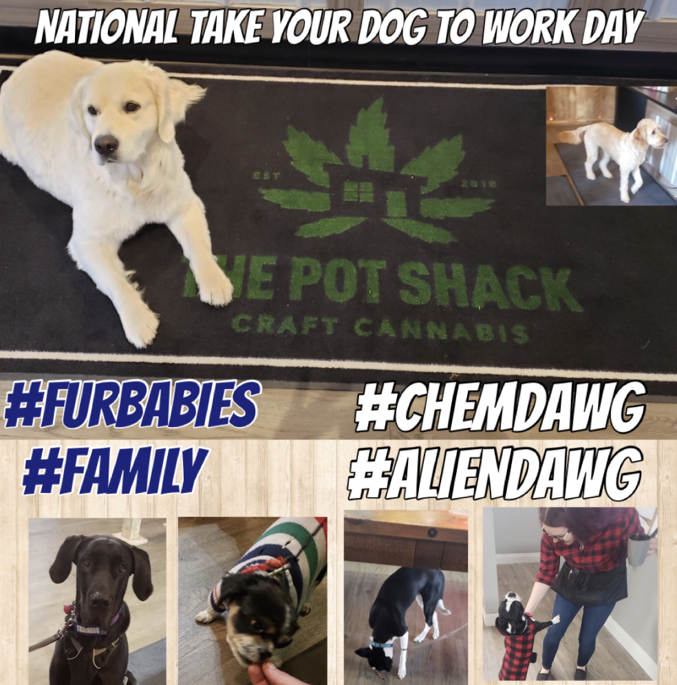 The Pot Shack | 1115 Grosvenor Ave #3, Saskatoon, SK S7H 4G2, Canada | Phone: (306) 477-0420