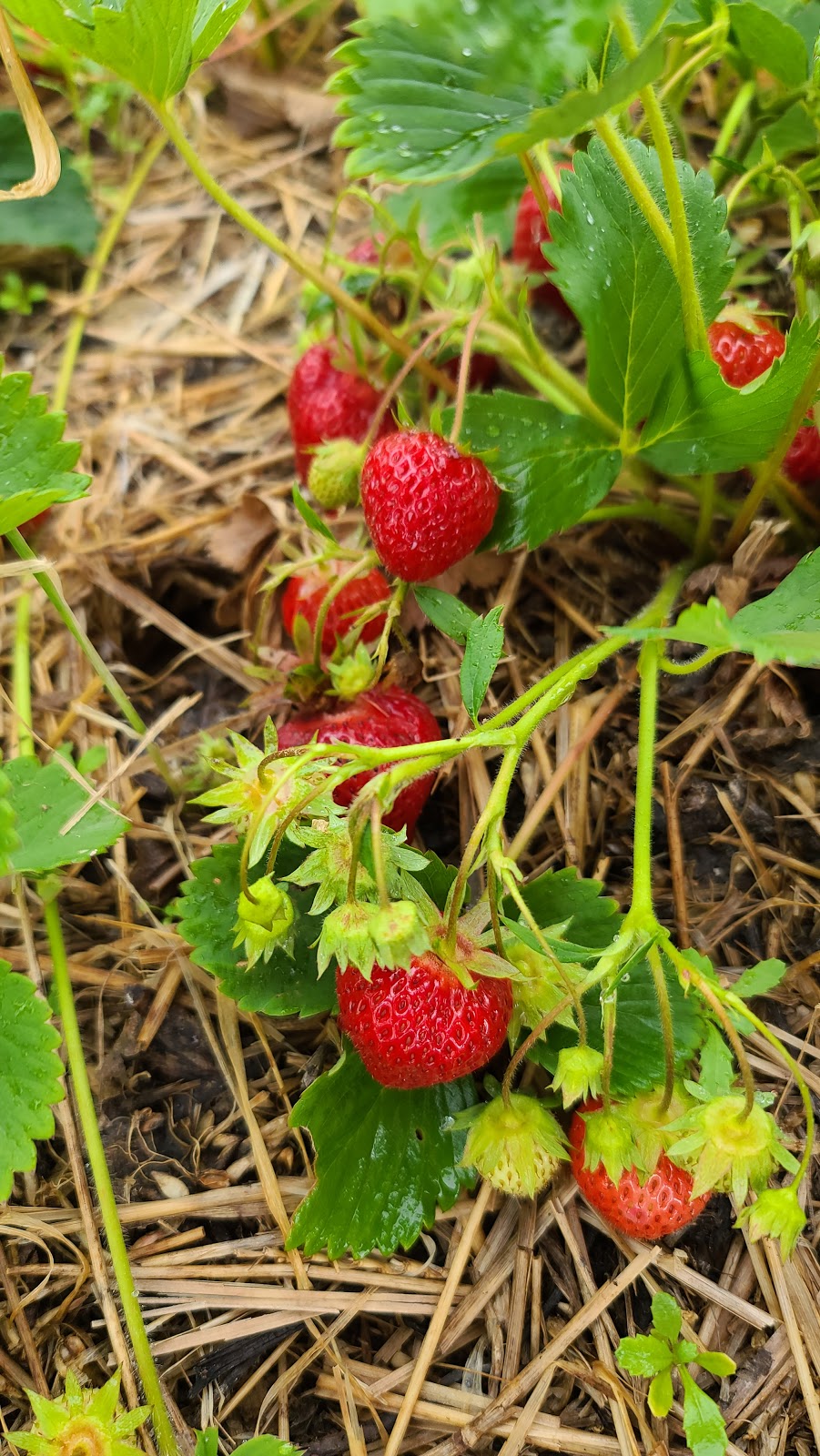 Les Petits Fruits de Pré den Haut | 839 Pré DEn Haut St, Memramcook, NB E4K 1K8, Canada | Phone: (506) 758-0987