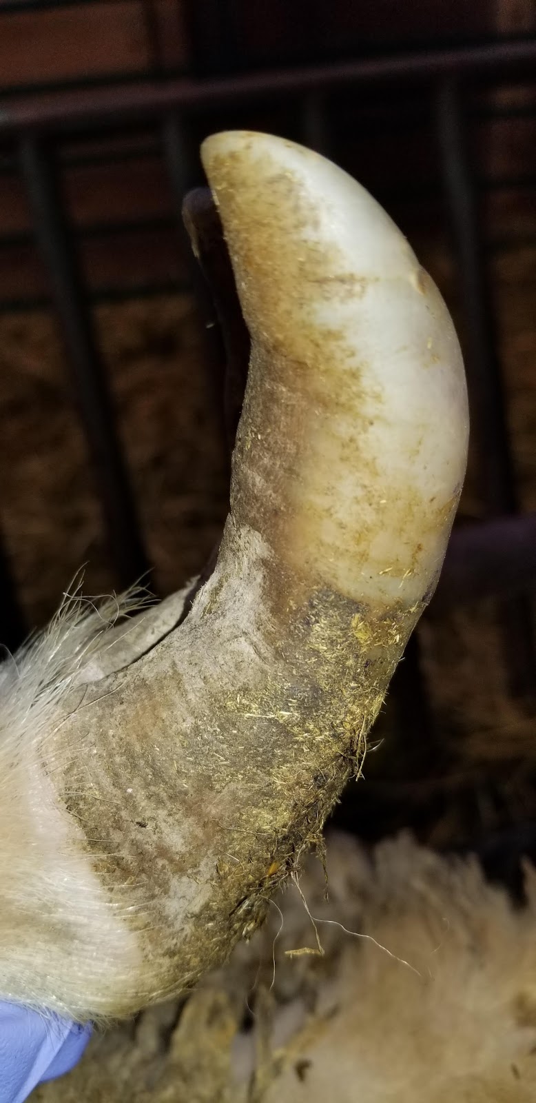 Bizarre Beasts Hoof Trimming | 458 Cambray Rd, Cambray, ON K0M 1E0, Canada | Phone: (705) 340-1869