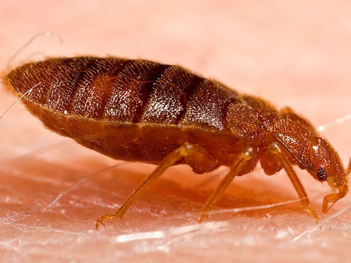 Shield pest control | 564 Coach Dr, Mississauga, ON L5R 0C3, Canada | Phone: (416) 209-5499