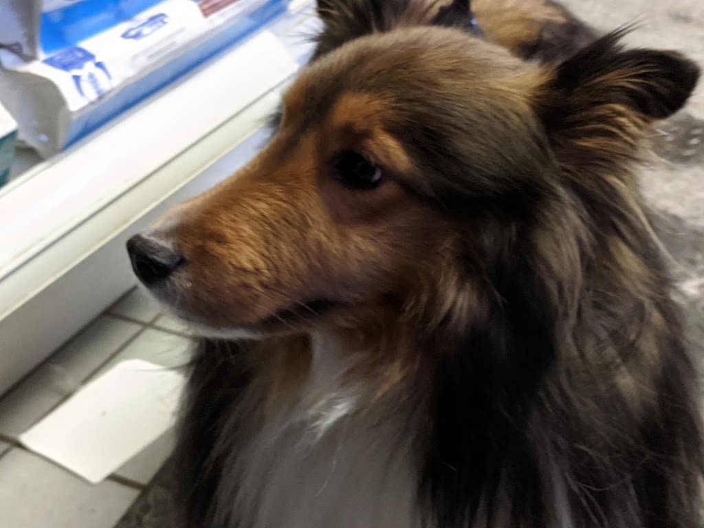 Glebe Pet Hospital | 595 Bank St, Ottawa, ON K1S 3T4, Canada | Phone: (613) 233-8326