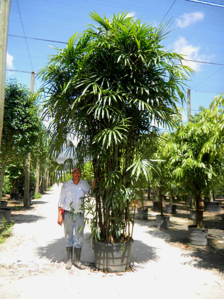 Office Plants Toronto | 1300 York Mills Rd, North York, ON M3A 1Z3, Canada | Phone: (416) 856-6310