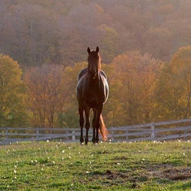Glen Oro Farm | 2574 10 Line N, Hawkestone, ON L0L 1T0, Canada | Phone: (705) 326-7244
