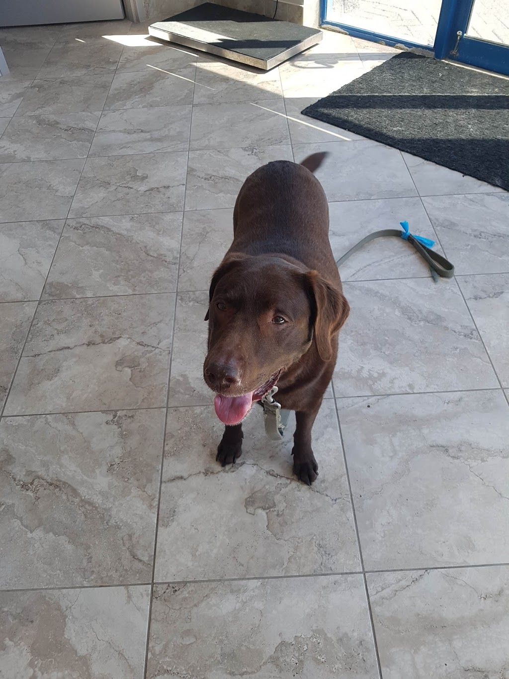 Eagleson Veterinary Clinic | 46-500 Eagleson Rd, Kanata, ON K2L 2X1, Canada | Phone: (613) 383-8381