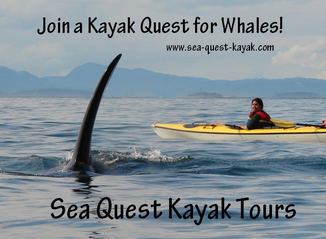 Sea Quest Kayak Tours | 2 Front St, Friday Harbor, WA 98250, USA | Phone: (360) 378-5767