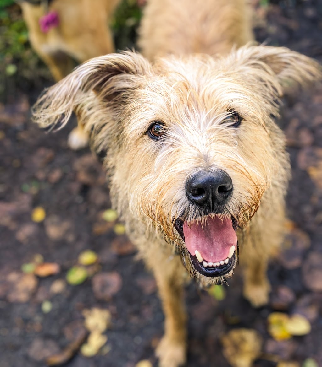 Mission Pawsable Dog Hiking | 1070 River Rd, Victoria, BC V9B 6K2, Canada | Phone: (250) 710-9856