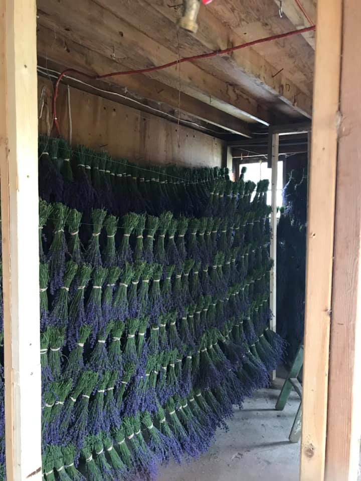 Loveleigh Lavender | 4235 Eckert St, Chilliwack, BC V2R 5J5, Canada | Phone: (778) 240-7944