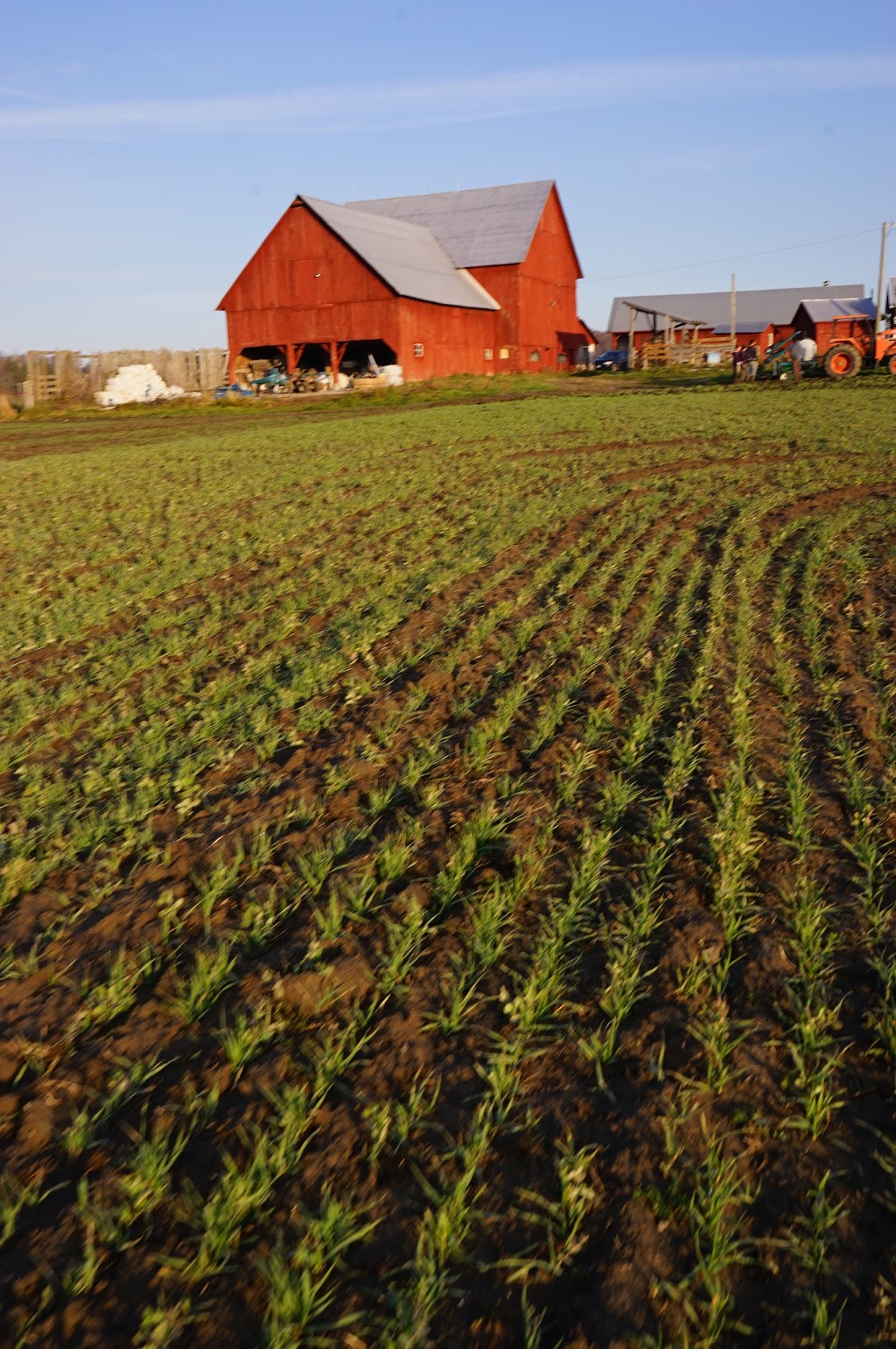 Roots and Shoots Farm | 115 Chemin de la Beurrerie, Alcove, QC J0X 1A0, Canada | Phone: (613) 897-8975