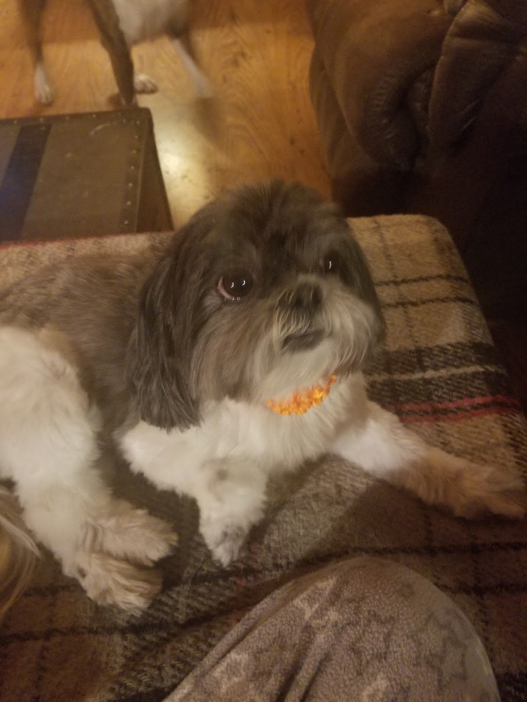 Scruffy To Fluffy | 14494 County Rd 2, Brighton, ON K0K 1H0, Canada | Phone: (613) 848-5595