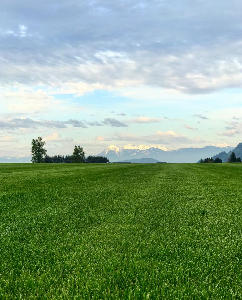 Anderson Sod Farm Ltd. | 36422 Hyde Buker Rd, Dewdney, BC V0M 1H0, Canada | Phone: (604) 826-2383