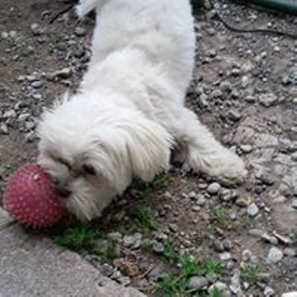 Aunt Wendys Home Dog Boarding | 8443 Heritage Line, Wallaceburg, ON N8A 4L3, Canada | Phone: (519) 401-3180