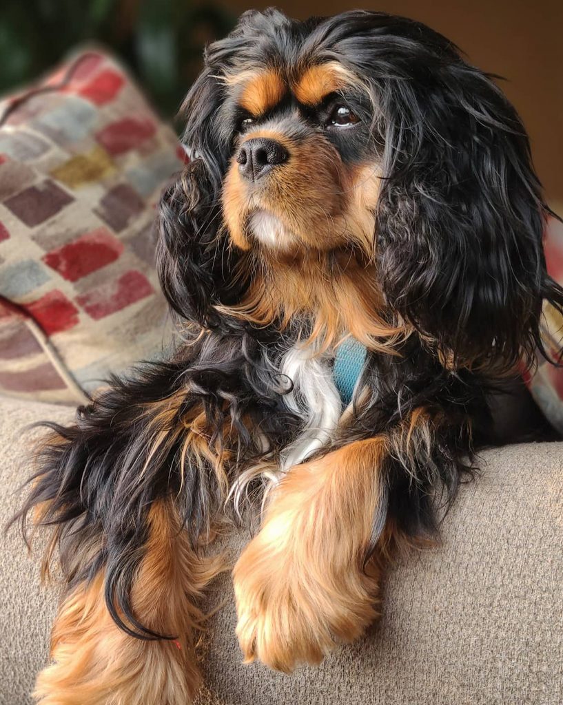 Seaside Canine Dog Training, Walking & Grooming | 10370 Patricia Pl, Sidney, BC V8L 3J6, Canada | Phone: (250) 893-2946