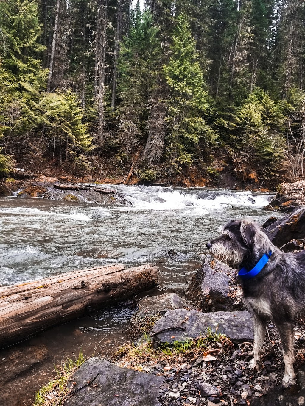 Mount Fernie Provincial Campground | 1M0, Mt Fernie Park Rd, Fernie, BC V0B 1M6, Canada | Phone: (250) 422-3003