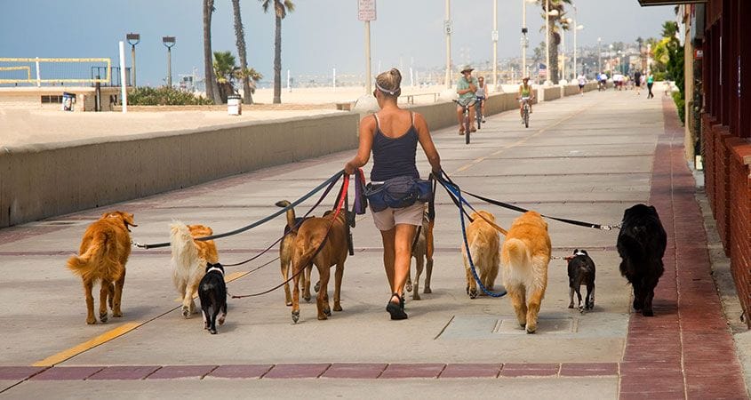Take a Hike - Dog Walker | 123 Main Street, Caledonia, ON N3W 1E3, Canada | Phone: (905) 818-6110