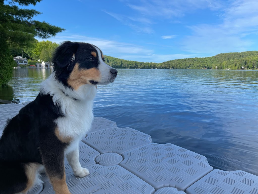 Toilettage Rock n Dogs | 690 QC-153, Saint-Tite, QC G0X 3H0, Canada | Phone: (581) 997-0468