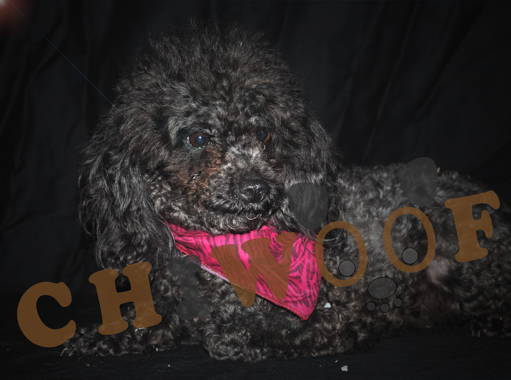 Chiwoof | 1381 Rang Saint François, Saint-Jean-de-Matha, QC J0K 2S0, Canada | Phone: (450) 832-1003