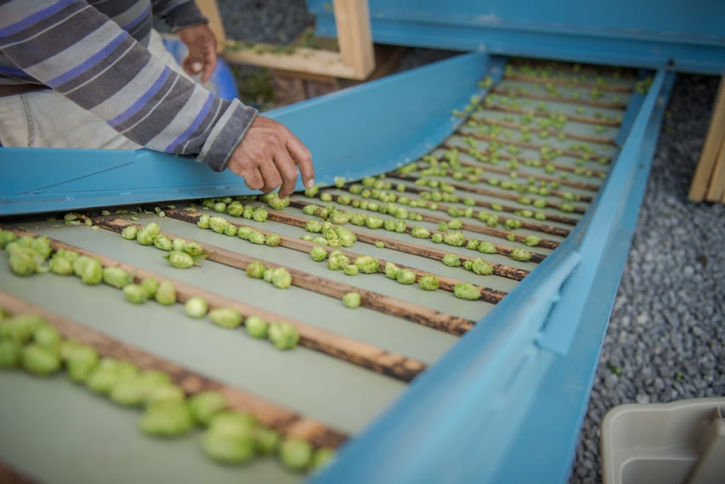 Pleasant Valley Hops | 18683 Loyalist Pkwy, Hillier, ON K0K 2J0, Canada | Phone: (613) 921-1362