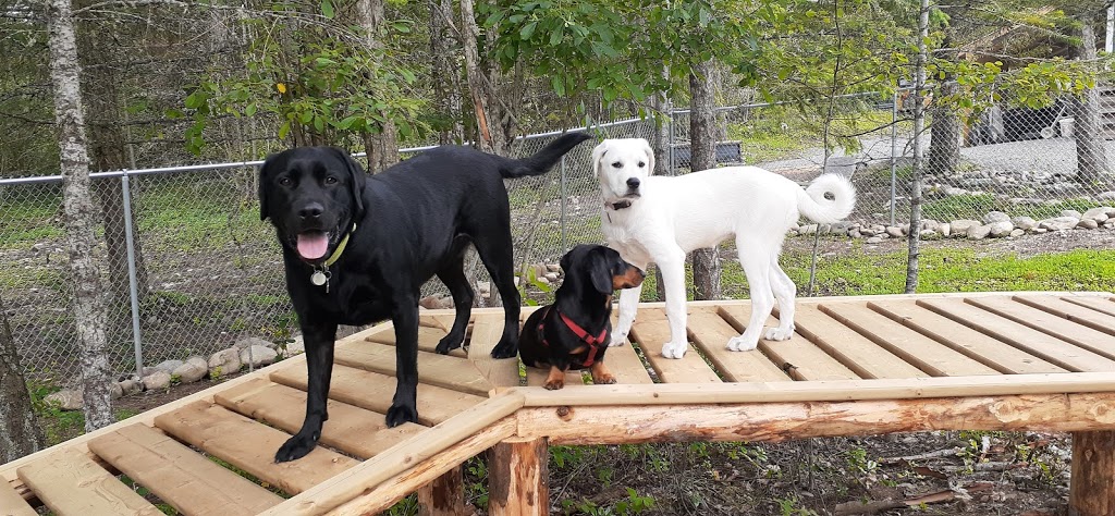 Doggy Day Care | 2801 Squilax-Anglemont Rd, Lee Creek, BC V0E 1M4, Canada | Phone: (587) 783-4325