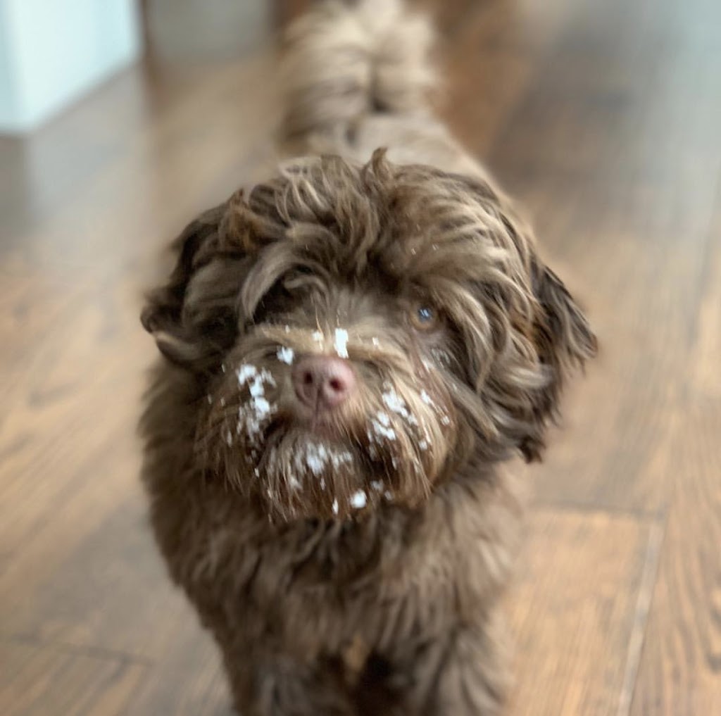 Bonnie View Kennels | 6710 ON-89, Mount Forest, ON N0G 2L0, Canada | Phone: (519) 323-9399