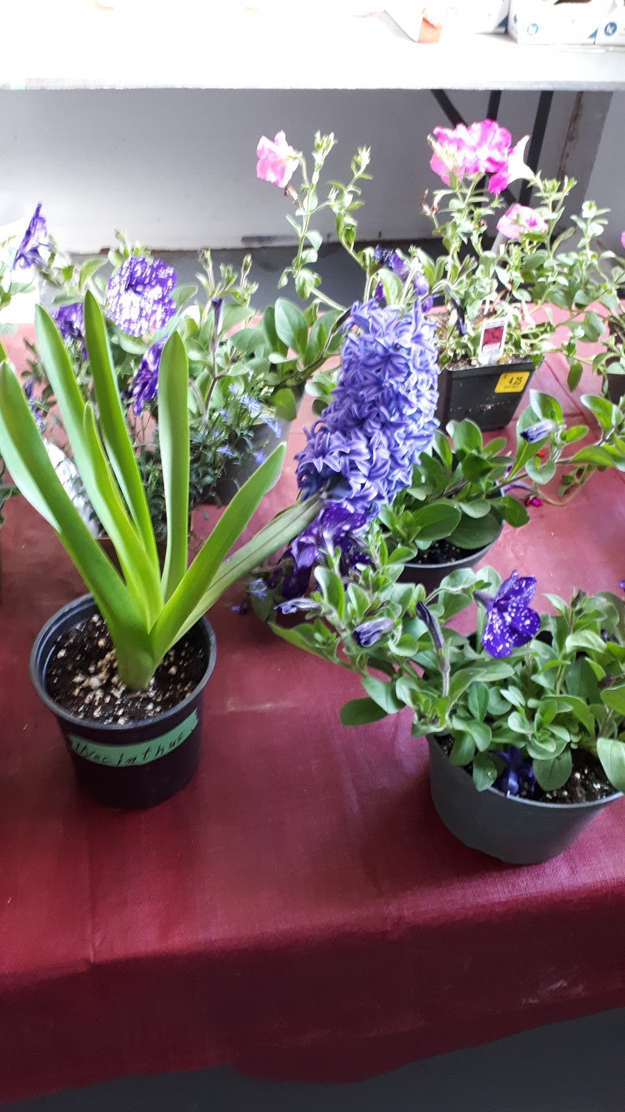 Wilson`s Family Farm Market | 909 Lucasville Rd, Lucasville, NS B4B 1R5, Canada | Phone: (902) 864-8653