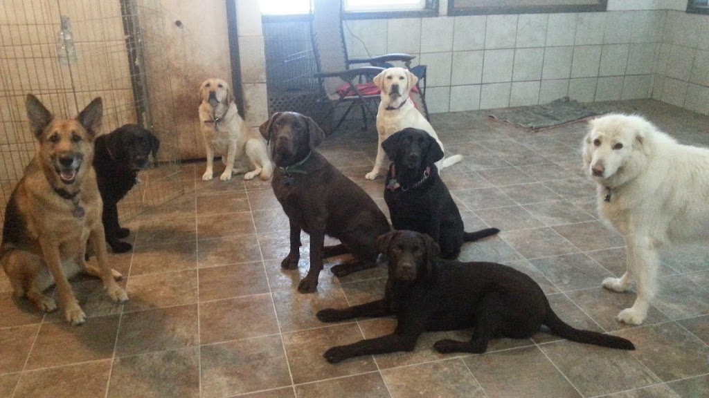 Happy Tails Dog Daycare | 2285 Sylvester Rd RR 2, Shawnigan Lake, BC V0R 2W2, Canada | Phone: (250) 743-9897