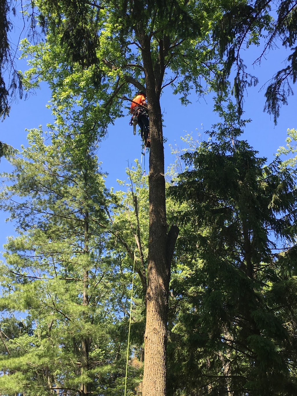 Bissonnette Tree Service | 1175 Haldibrook Rd, Caledonia, ON N3W 1N5, Canada | Phone: (289) 683-5408