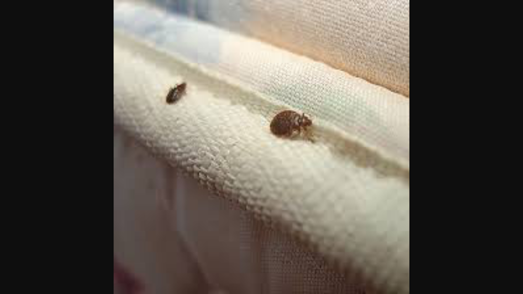 Boughtons Pest Control | 48 Rue Beaudry, La Salle, MB R0G 0A1, Canada | Phone: (204) 612-0923
