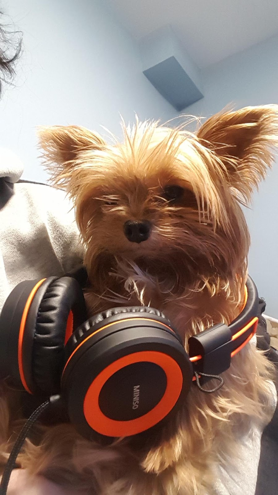 Paulmacs Pets | 25 Doxsee Ave S Unit #3, Campbellford, ON K0L 1L0, Canada | Phone: (705) 653-5412
