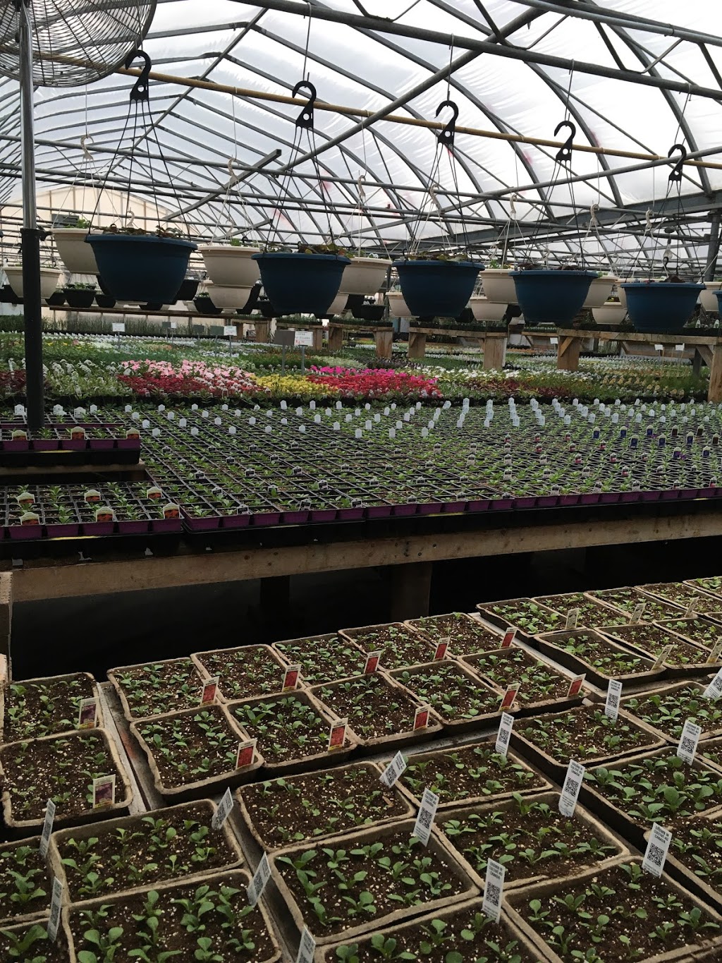 Doorns Greenhouse | NE-1-16-20 W2 (8km South of Regina on Highway RR3, Regina, SK S4P 2Z3, Canada | Phone: (306) 586-5791