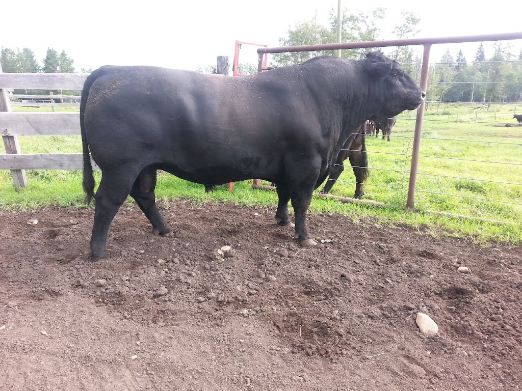 DRR ANGUS | RR2, Westerose, AB T0C 2V0, Canada | Phone: (780) 361-9141