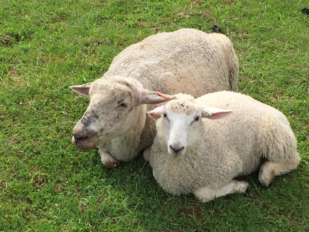 Harmony Meadow Farm | 3130 Garfield Rd, Belfast, PE C0A 1A0, Canada | Phone: (902) 659-2550