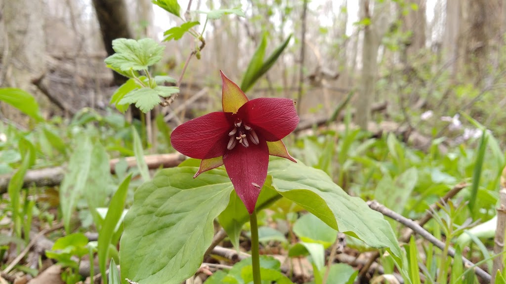 Joanys Woods | Unnamed Road, Lambton Shores, ON N0M 2N0, Canada