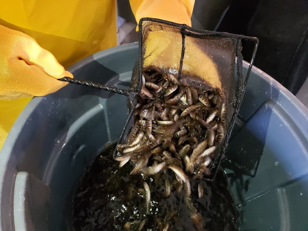 Pisciculture Gilbert | 3B QC-108, Lingwick, QC J0B 2Z0, Canada | Phone: (819) 877-2676