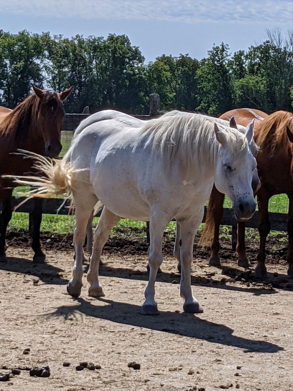 La Ferme dAndré 2.0 inc. | 1082 Chem. Upper Concession, Ormstown, QC J0S 1K0, Canada | Phone: (450) 829-2940