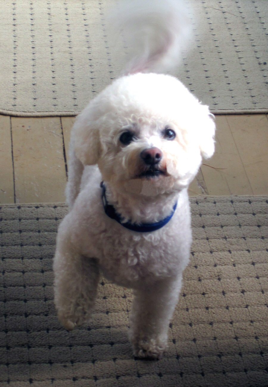 Sassytails Dog Grooming | 98 Ebury Crescent, London, ON N6C 3E2, Canada | Phone: (416) 414-6014