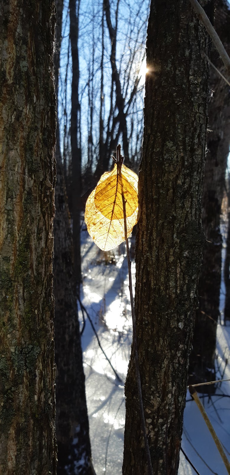 Greenbelt Trail 10 | Carling Ave, Ottawa, ON K2H 8B2, Canada