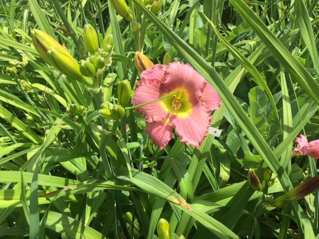 Mon jardin secret | 4451 Rue René-Dumas, Carignan, QC J3L 4A7, Canada | Phone: (438) 777-3114