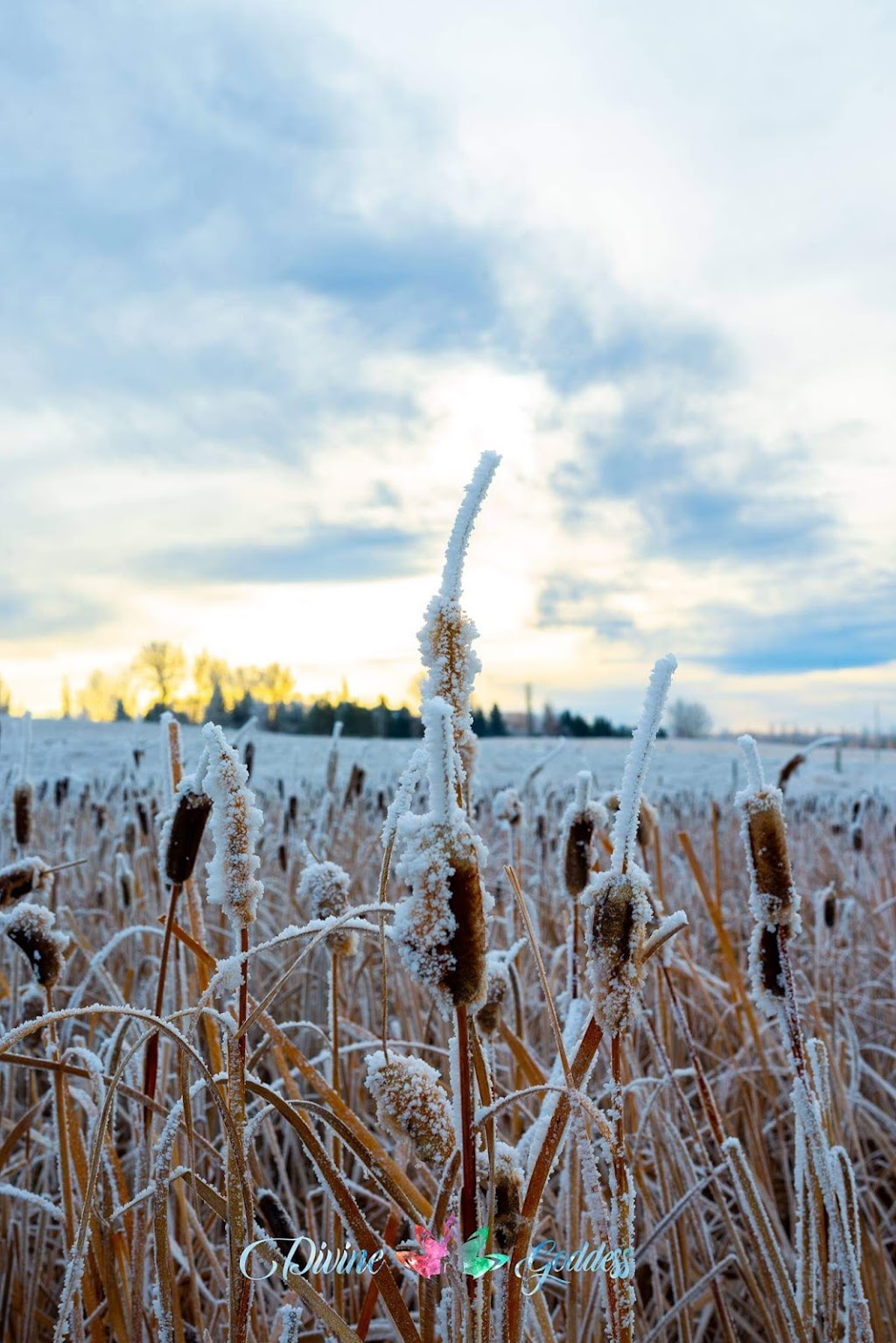 Divine Goddess Photography | Abberfield Crescent NE, Calgary, AB T2A 6P4, Canada | Phone: (403) 499-9418