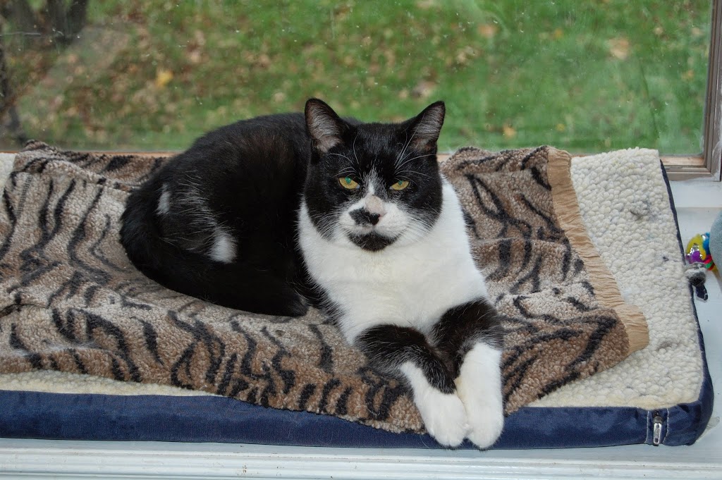 Gorham Animal Hospital 852 Gorham St, Newmarket, ON L3Y 1L8, Canada