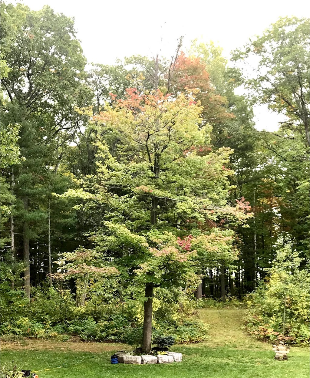 The Arborist - Professional Tree Care | 535 Maple St Apt 4, Collingwood, ON L9Y 2S7, Canada | Phone: (705) 444-9011