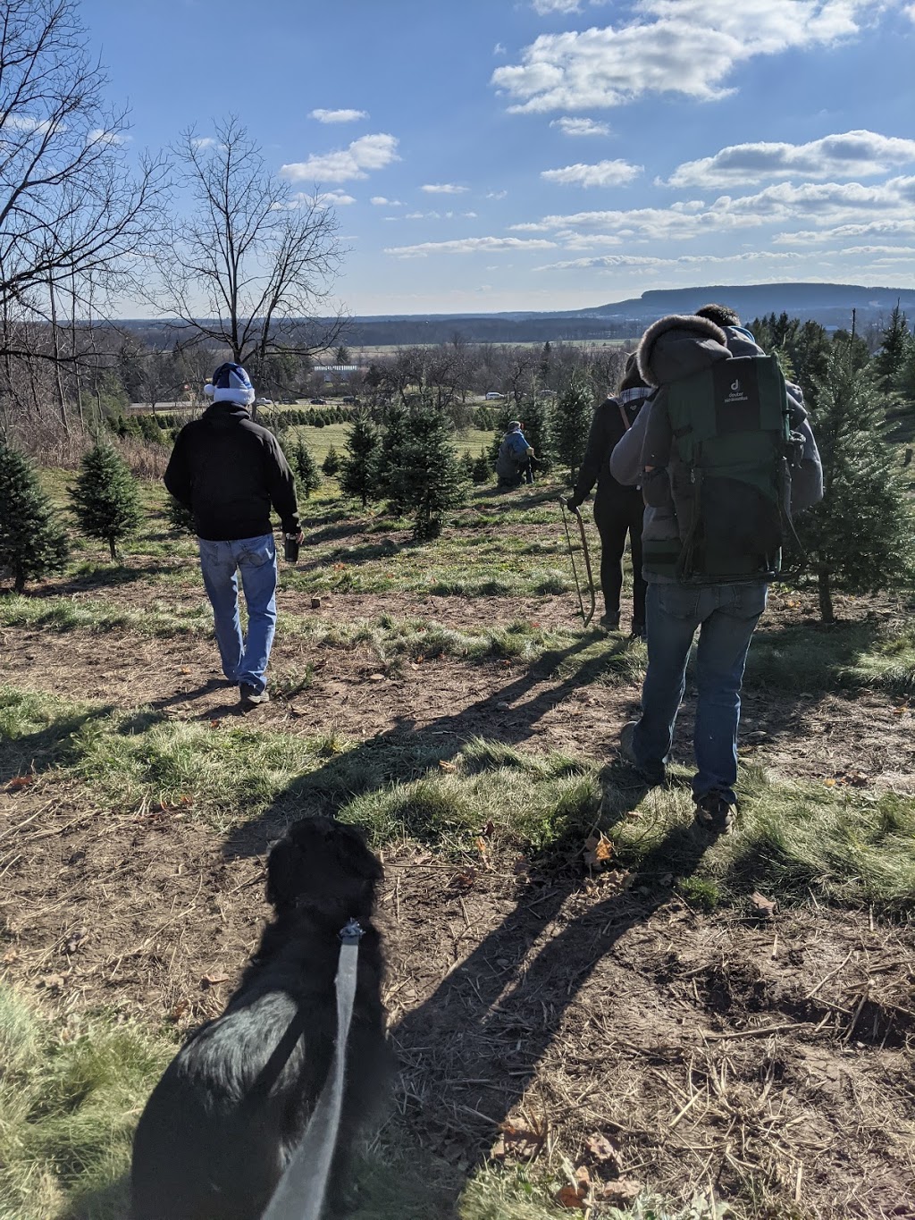 Clembrook Christmas Farm | 4231 Derry Rd W, Milton, ON L9T 2Y1, Canada | Phone: (905) 878-6576