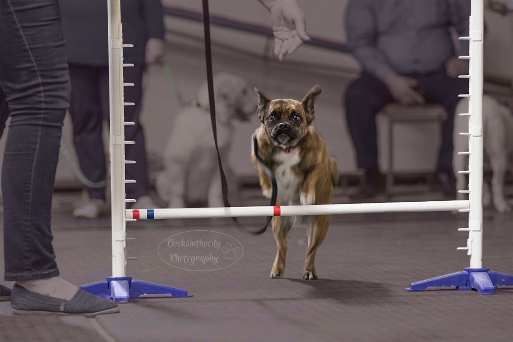 Sit Down and Stay Dog Training School | 208 Doans Ridge Rd, Welland, ON L3B 5N4, Canada