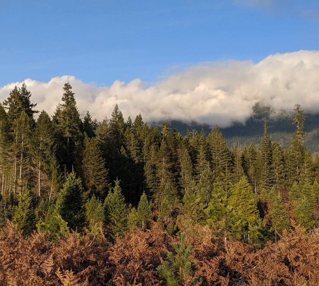 Toms Trees | Airport Rd, Port Alberni, BC V9Y 8Y9, Canada | Phone: (250) 720-6214