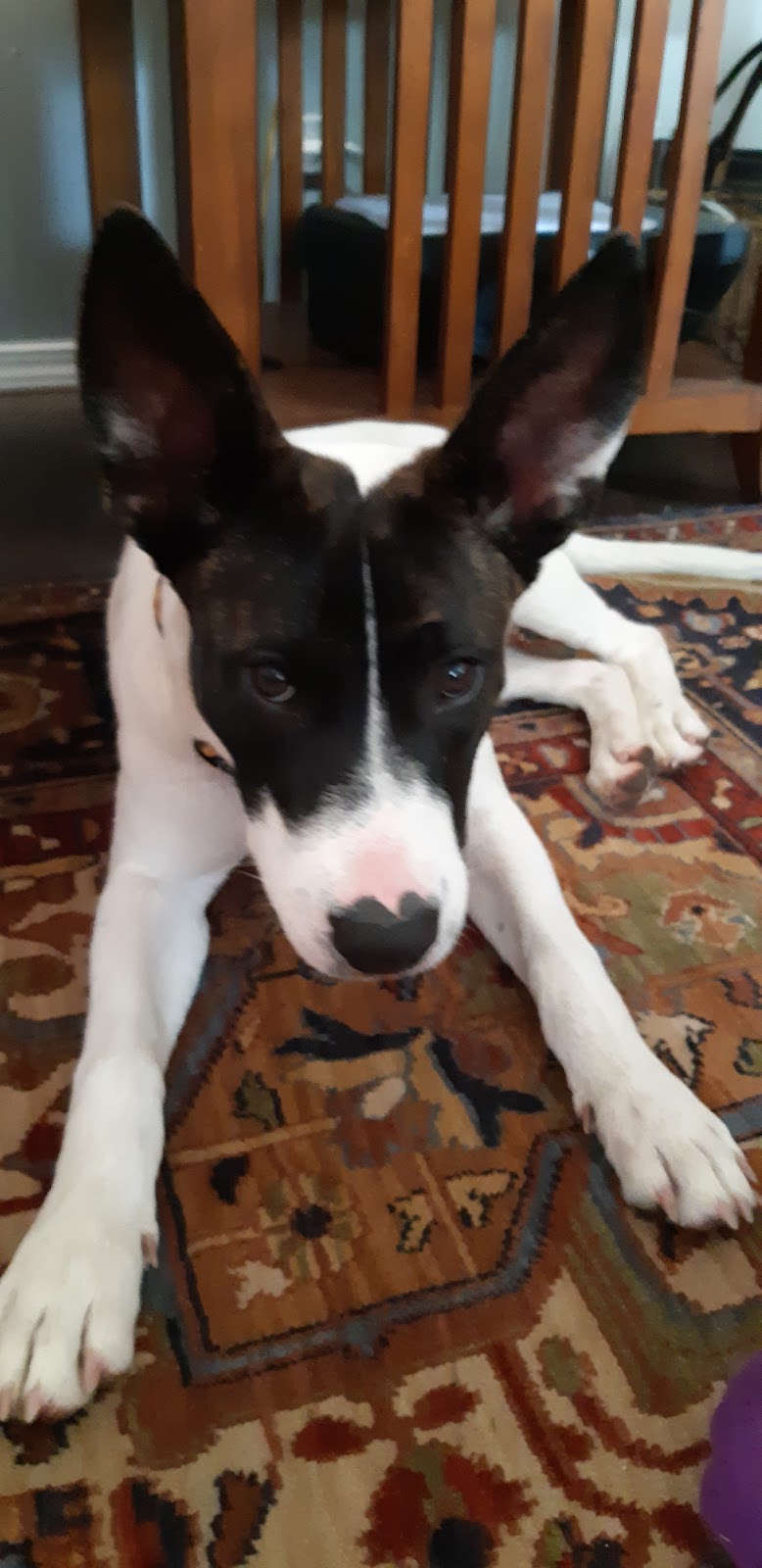 Everything Pets | 136 Tapton Ave, Princeton, BC V0X 1W0, Canada | Phone: (250) 295-7381