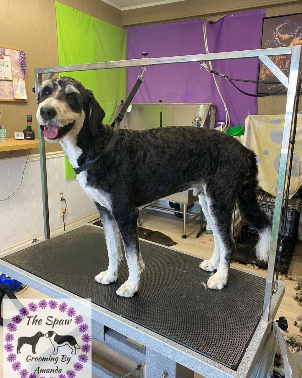The Spaw Grooming By Amanda | 2376 County Rd 92, Elmvale, ON L0L 1P0, Canada | Phone: (705) 715-3286