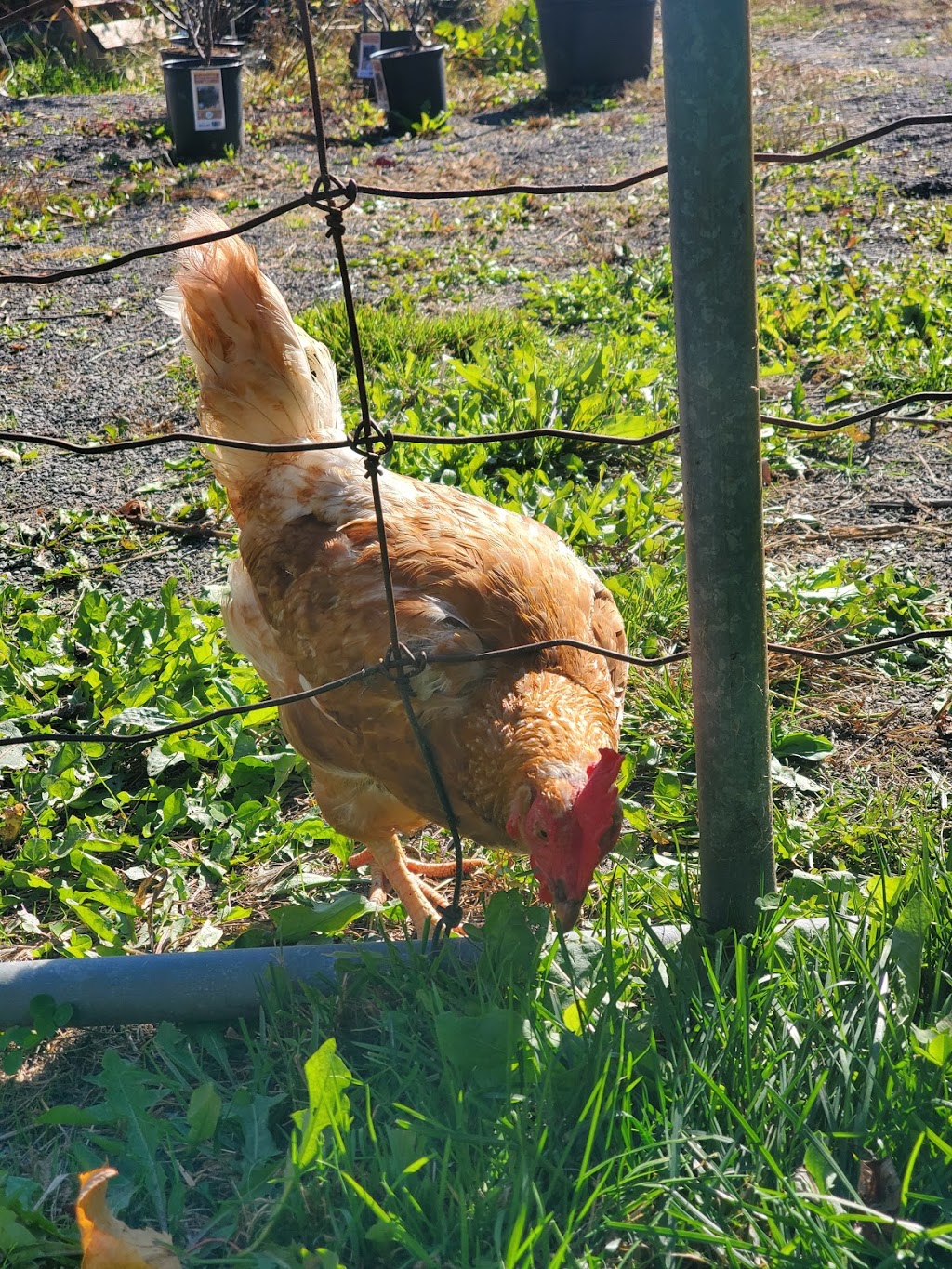 Les Jardineries St-Ambroise | 371 Rang Double, Saint-Ambroise-de-Kildare, QC J0K 1C0, Canada | Phone: (450) 752-0420