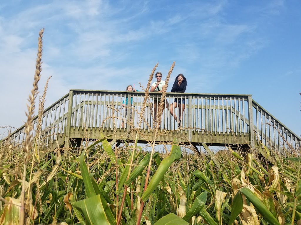 Thamesville Maize | 12768 Longwoods Rd, Thamesville, ON N0P 2K0, Canada | Phone: (519) 692-5451