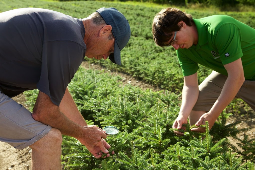 Downey Tree farm & Nursery | 6196 Chem. North, Hatley, QC J0B 4B0, Canada | Phone: (819) 566-0319