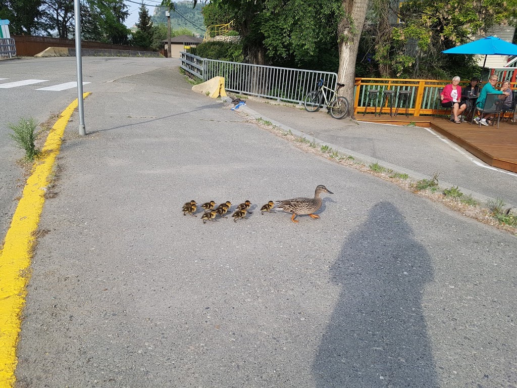 Rail Trail Cafe | 13904 Kalamalka Rd, Coldstream, BC V1B 1Y9, Canada | Phone: (250) 542-5582